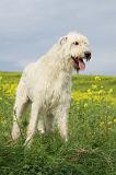 IRISH WOLFHOUND 062